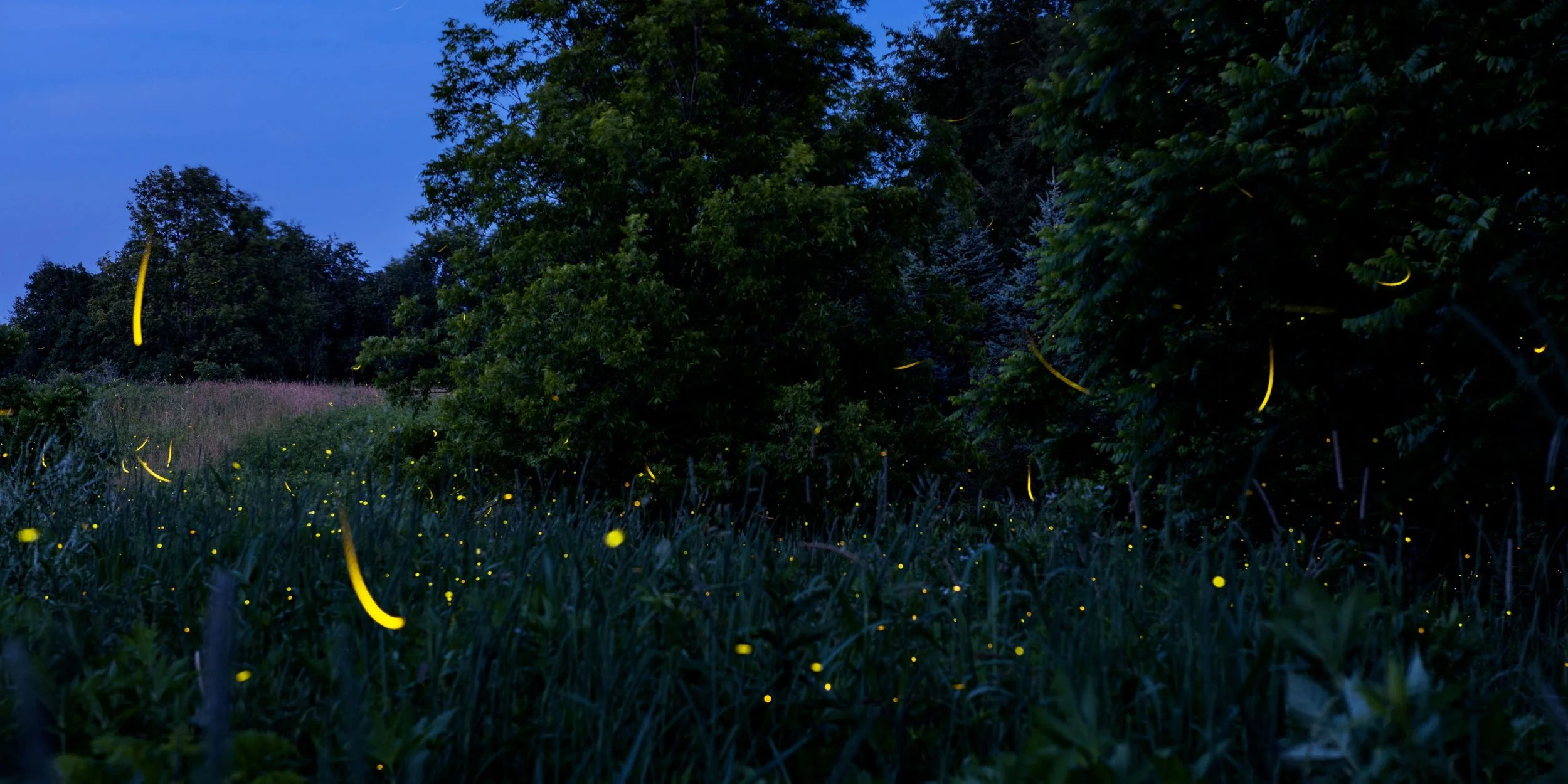 Firefly Weekend Portsmouth Ohio — Arc of Appalachia